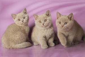 Лиловый британский котенок. Котенок британец лилового окраса          